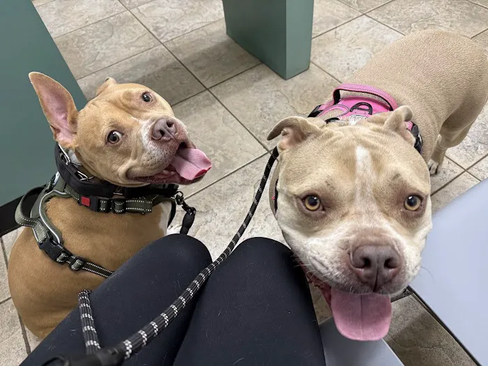 Alamo Dog & Cat Hospital 2