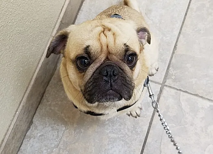Alamo Dog & Cat Hospital 5