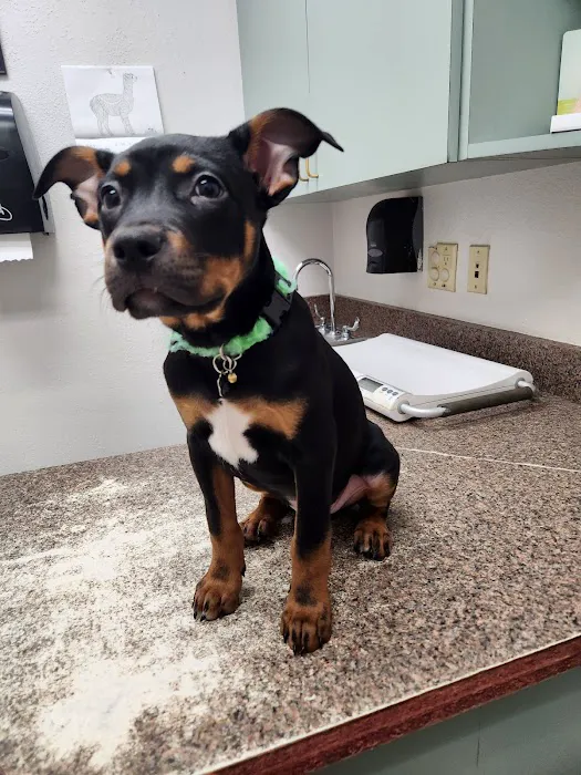 Alamo Dog & Cat Hospital 4