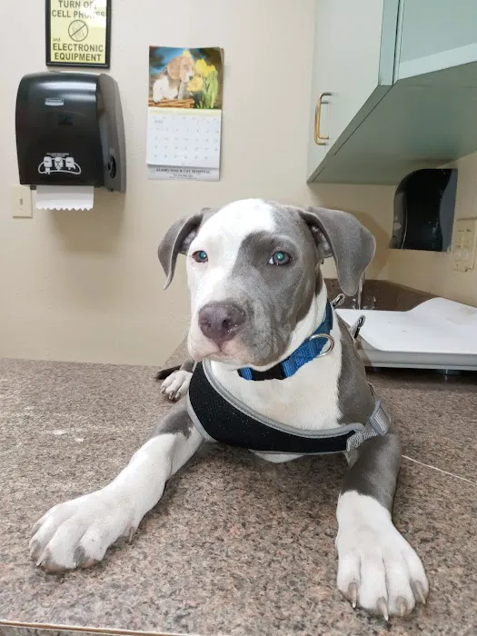 Alamo Dog & Cat Hospital 3