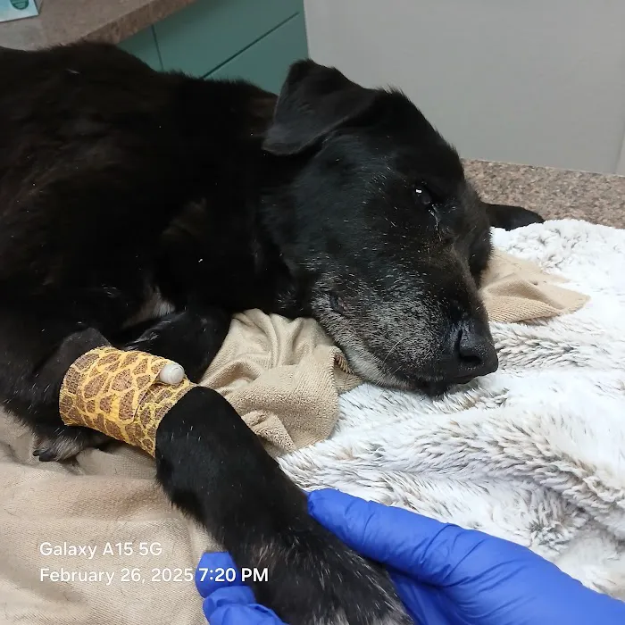 Alamo Dog & Cat Hospital 9