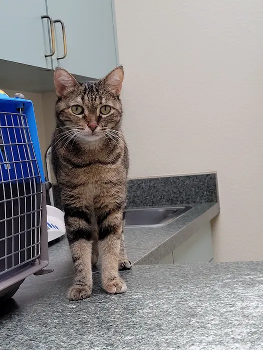 Alamo Dog & Cat Hospital 8