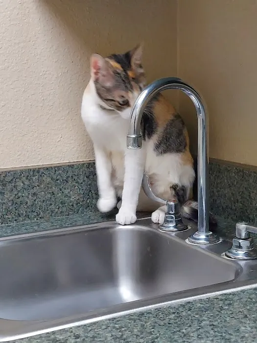 Alamo Dog & Cat Hospital 10