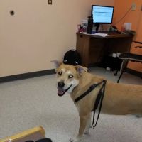 Lackland AFB Veterinary Treatment Facility ico