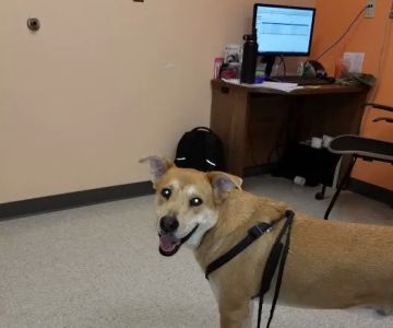 Lackland AFB Veterinary Treatment Facility