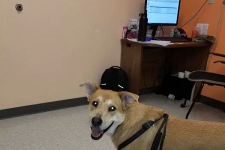 Lackland AFB Veterinary Treatment Facility