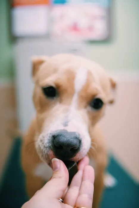 Pet Vaccination Clinic 12