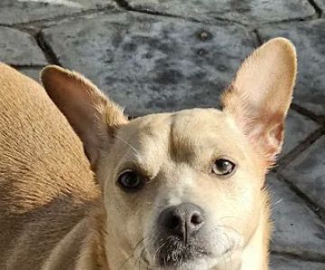 Marbach Road Animal Hospital