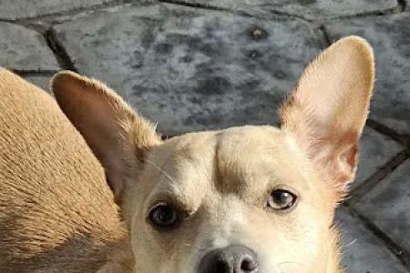 Marbach Road Animal Hospital