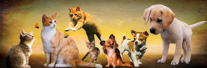 Marbach Road Animal Hospital 12