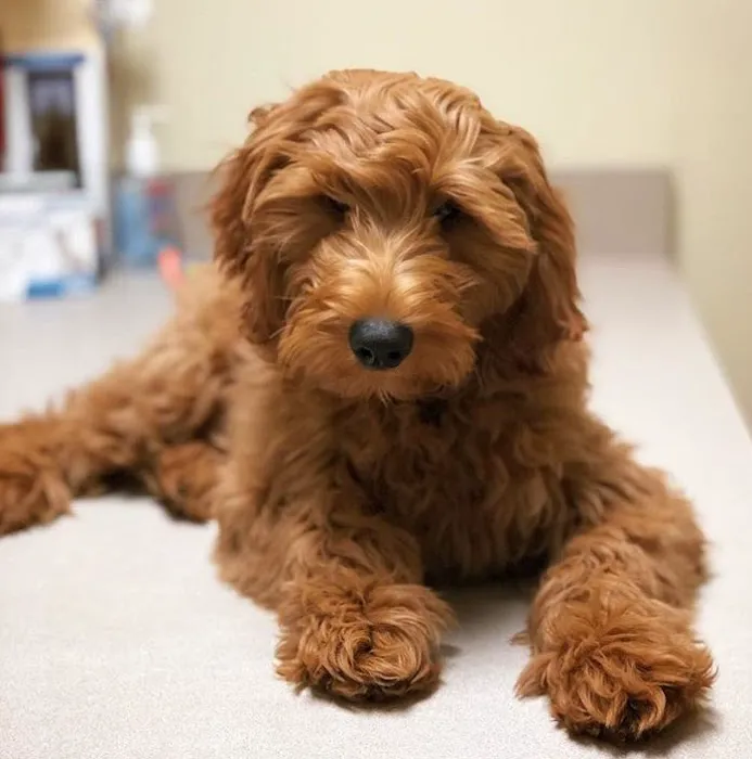 Deerfield Animal Hospital 12