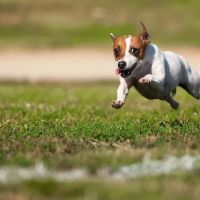 Angel Of Mercy Animal Critical Care, Inc. ico