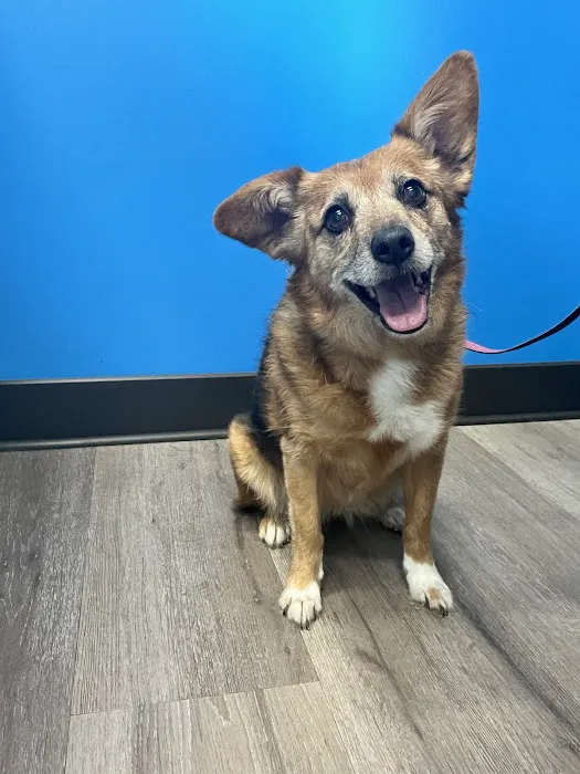 Great Northwest Animal Hospital 12