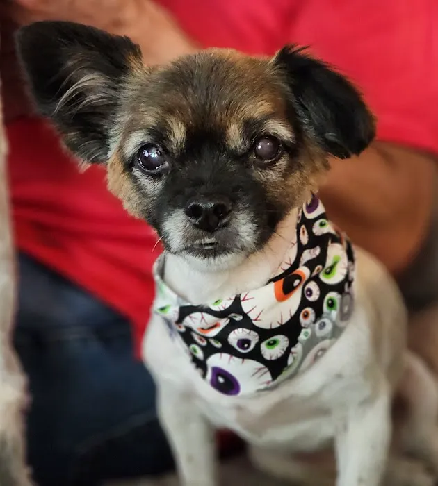 S&S Family Pet Hospital 12