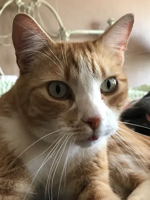 Alamo Feline Health Center 12