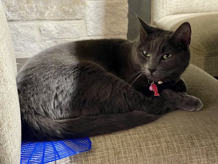 Alamo Feline Health Center 12