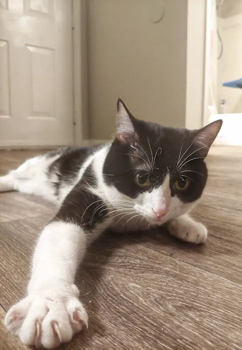 Alamo Feline Health Center 12
