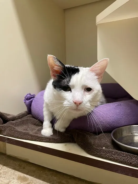 Traveling Tails Veterinary Clinic | Thousand Oaks 12