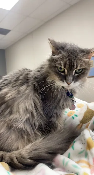 Traveling Tails Veterinary Clinic | Thousand Oaks 12
