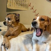 Penny Paws Animal Clinic San Antonio ico
