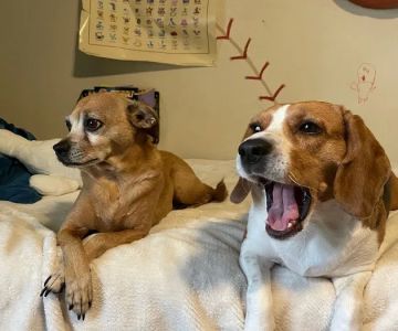 Penny Paws Animal Clinic San Antonio