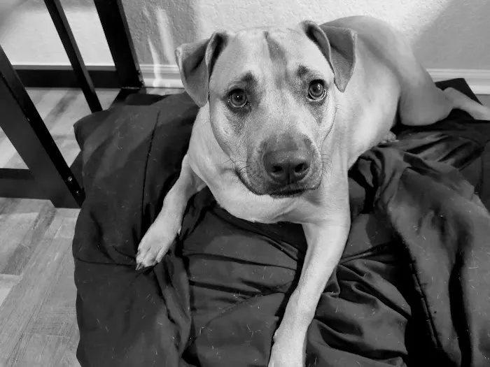 Penny Paws Animal Clinic San Antonio 12