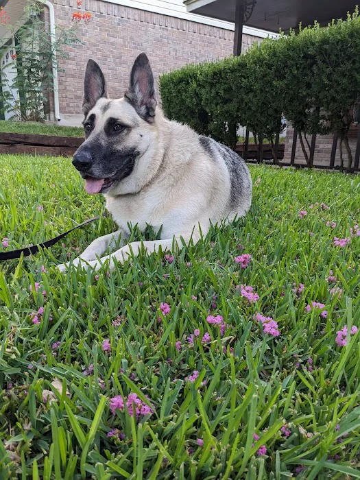 Penny Paws Animal Hospital - San Antonio 1
