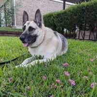 Penny Paws Animal Hospital - San Antonio ico
