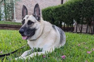 Penny Paws Animal Hospital - San Antonio
