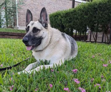 Penny Paws Animal Hospital - San Antonio
