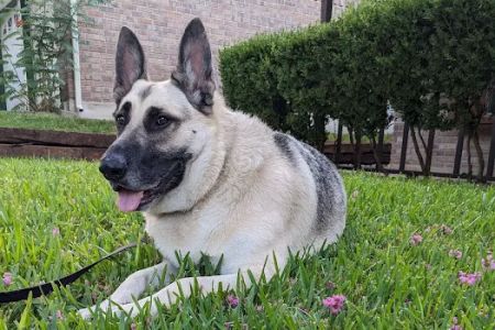 Penny Paws Animal Hospital - San Antonio