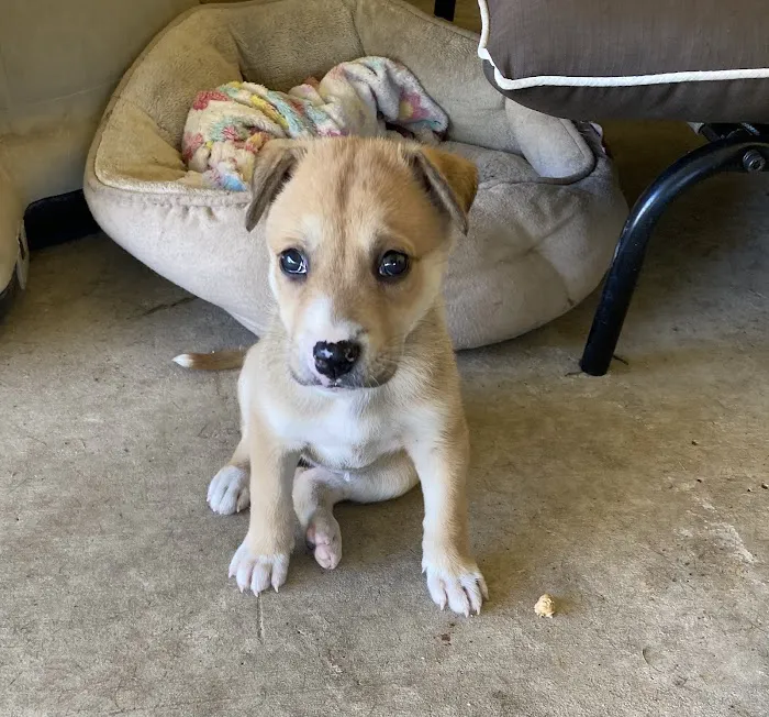 Penny Paws Animal Hospital - San Antonio 2