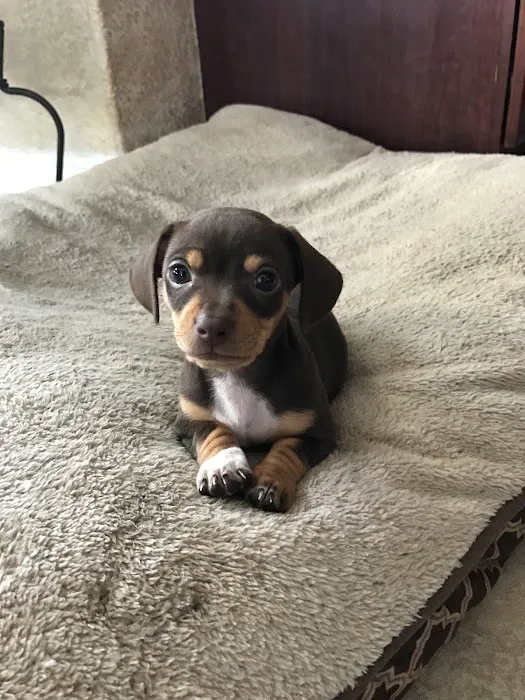 Penny Paws Animal Hospital - San Antonio 4