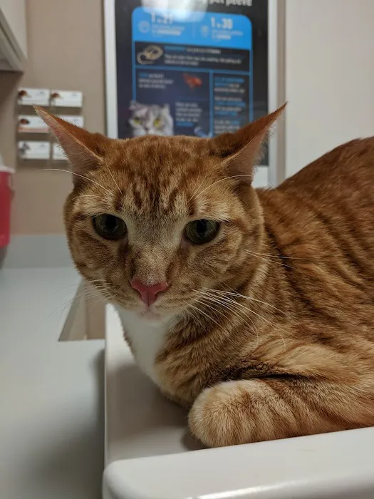 VCA Health Associates Animal Hospital 12