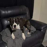 North Star 410 Animal Hospital ico