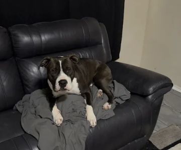 North Star 410 Animal Hospital