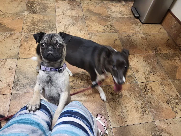 Acorn Hill Animal Hospital 12