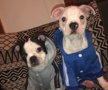 Dodd Animal Hospital