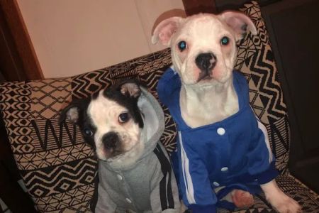 Dodd Animal Hospital