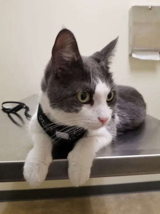 Vetco Total Care Animal Hospital 1