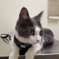 Vetco Total Care Animal Hospital ico