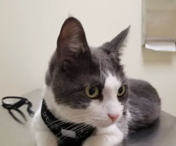 Vetco Total Care Animal Hospital