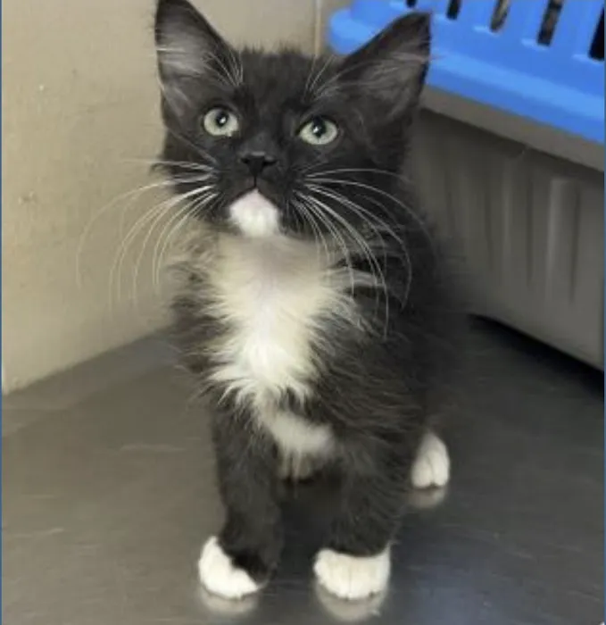 Vetco Total Care Animal Hospital 8