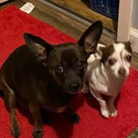 MPC Veterinary Care ico
