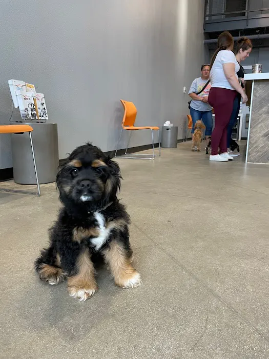 Traveling Tails Veterinary Clinic North Loop 1604 2