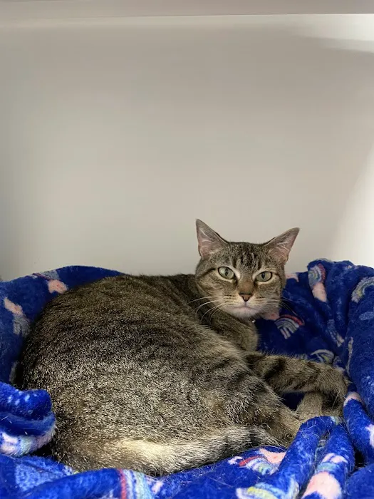 Traveling Tails Veterinary Clinic North Loop 1604 4