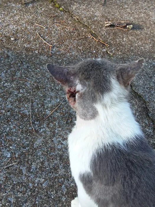 Hokes Bluff Veterinary Hospital 7