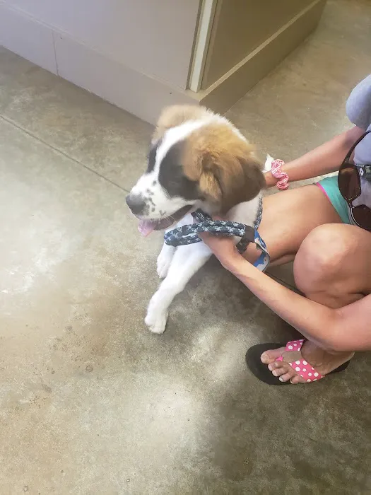 Gadsden Animal Clinic 12