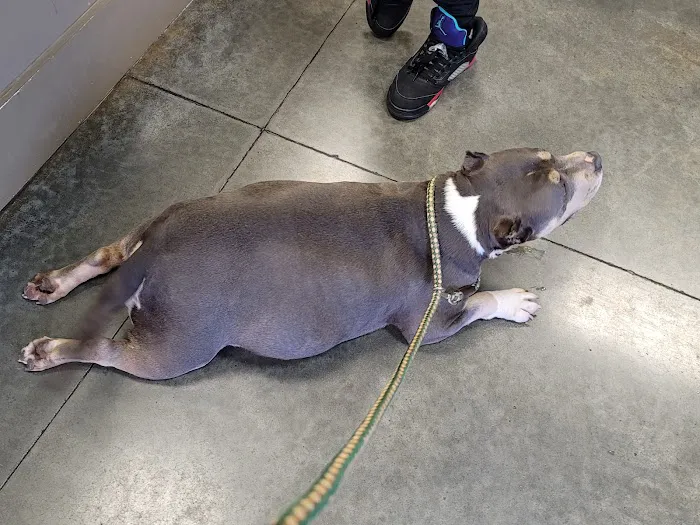Gadsden Animal Clinic 12