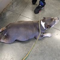 Gadsden Animal Clinic ico